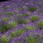 vegan product lavender nz new zealand grosso