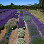 vegan product lavender nz new zealand