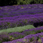 vegan product lavender nz new zealand