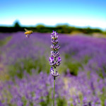 vegan product lavender nz new zealand