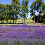 vegan product lavender nz new zealand